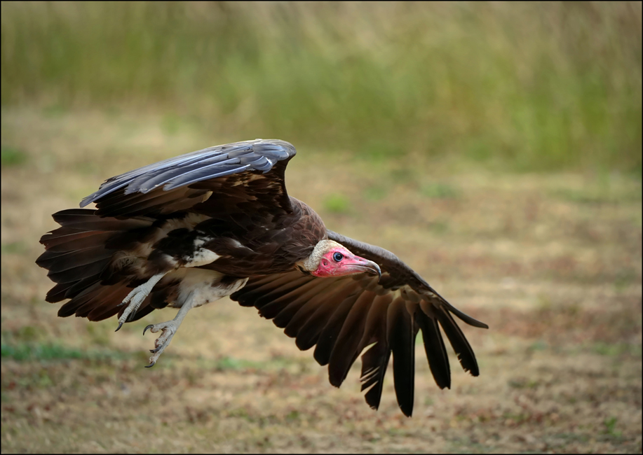 Hooded vulture